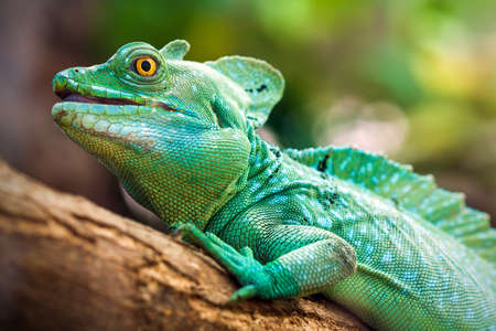 Close-up view of a green Plumed basilisk  Basiliscus plumifrons  の写真素材