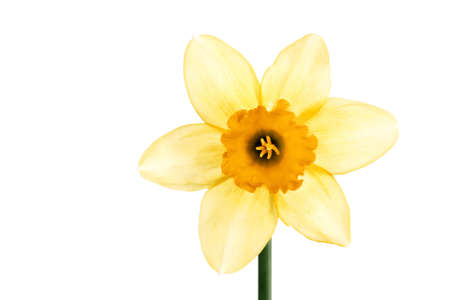 Close-up view of yellow daffodil  narcissus  flower isolated on white background の写真素材