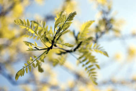 Fresh green leaves in sunshine against background of the blue sky の写真素材