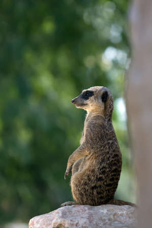 Meerkat  suricata  sentry on a rock against green background の写真素材