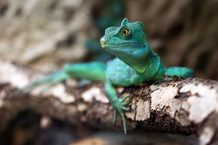 Close-up view of a green Plumed basilisk  Basiliscus plumifrons  の写真素材