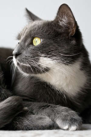 Portrait of a grey cat の写真素材