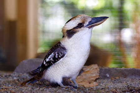 Native australian bird, Laughing Kookaburra  Dacelo novaeguineae  standing on the ground の写真素材