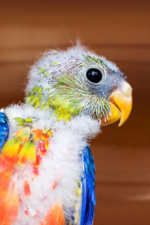Close-up of a colorful, young tropical bird の写真素材