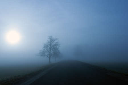 Silhouette of trees along the road on a foggy winter morning 