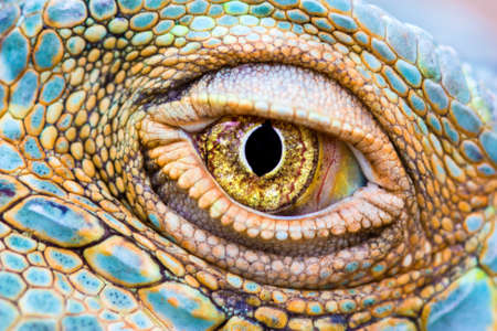 Close-up of the eye of a Green Iguana  Iguana iguana  の写真素材