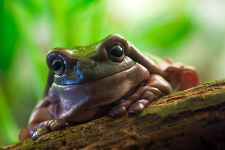 Australian green tree frog or White