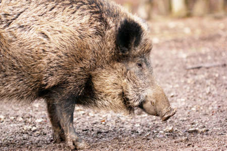 Close-up portrait of a Wild boar (Sus scrofa) eating in the wilderness.の写真素材