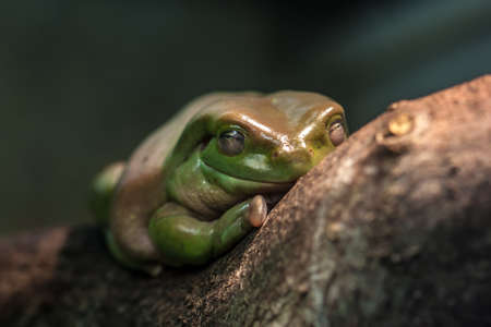 Australian green tree frog