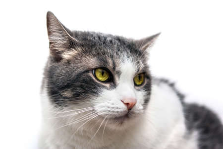 Closeup portrait of a gray and white cat isolated on white background.の写真素材