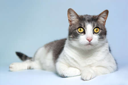 Lazy gray and white cat lays against blue background.の写真素材