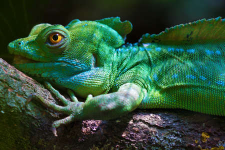Close-up view of a green Plumed basilisk (Basiliscus plumifrons).の写真素材