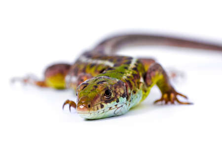 Sand lizard Lacerta agilis on white background.の写真素材