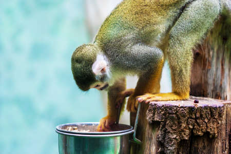 Common squirrel monkey (Saimiri sciureus).の写真素材
