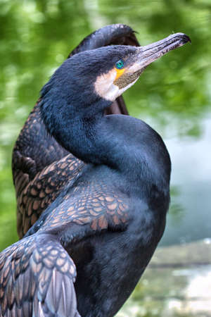 Cormorant spreading and drying its wings.