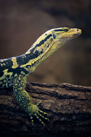 Close-up of a Yellow-headed water monitor (Varanus cumingi).
