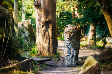 Persian leopard (Panthera pardus saxicolor) walking under trees.の写真素材