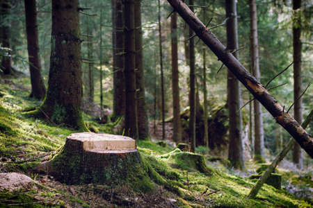 Magical morning sunlight in a forest in Baden-Wuerttemberg, Germany.