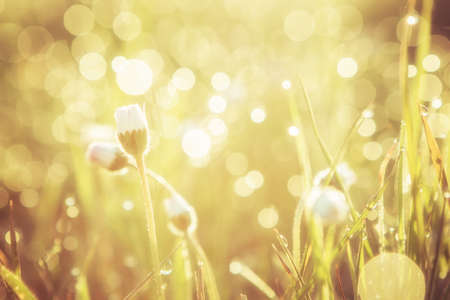 Summer grass field with flowers, golden abstract background concept, soft focus, bokeh, warm tones.の写真素材