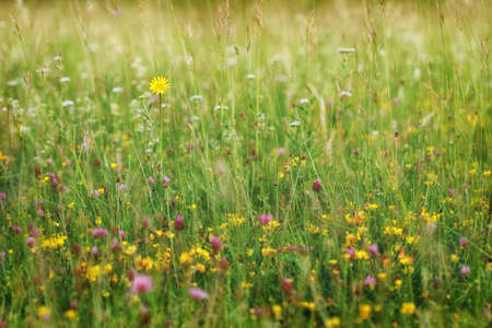 Summer meadow, grass field with colorful flowers, nature background concept, soft focus, warm pastel tones.の写真素材