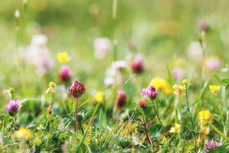 Summer meadow, grass field with colorful flowers, nature background concept, soft focus, warm pastel tones.の写真素材