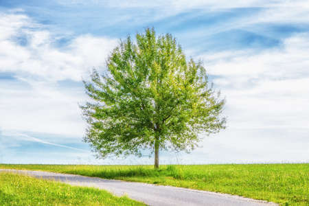 Lonely green tree standing on the meadow.の写真素材
