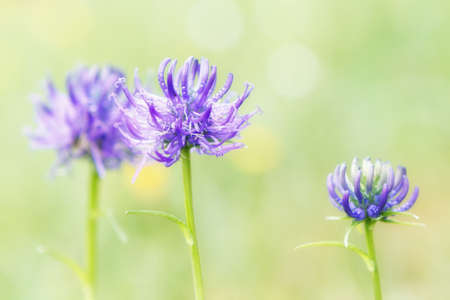 Close-up of purple wildflowers against blurred, green natural background. Bright pastel colors, summer natural concept.の写真素材