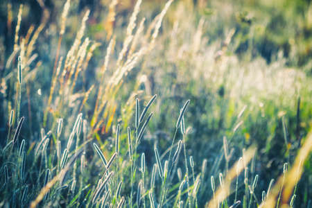 Summer meadow, grass field in warm sunlight, nature background concept, soft focus, warm pastel tones.の写真素材