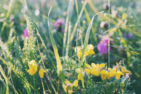 Summer meadow, grass field with colorful flowers, nature background concept, soft focus, warm pastel tones.の写真素材
