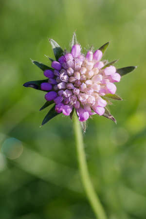 Close-up macro photo of a Scabious flower with water drops.の写真素材