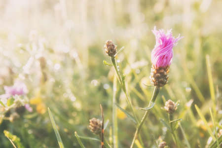 Summer meadow, grass field with colorful flowers, nature background concept, soft focus, warm pastel tones.の写真素材