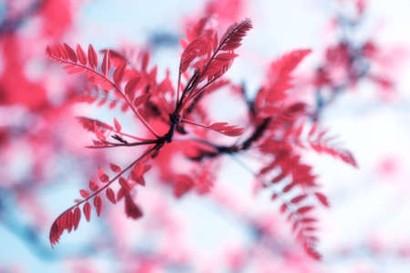 Pink leaves in sunshine against background of the blue sky. Beautiful, surreal, romantic concept.の写真素材