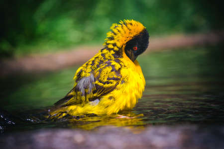 Village weaver (Ploceus cucullatus) taking a bath.の写真素材