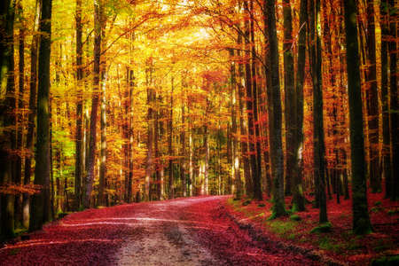 Path in the colorful autumn forest. Seasonal, peaceful concept.