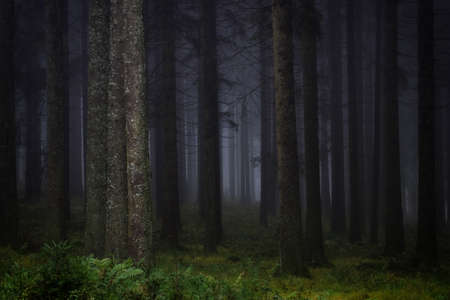Dark, misty forest in southern Germany at late autumn. Background, illustration concept.