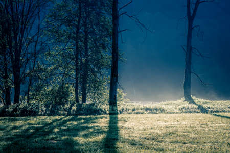 Grass field and trees in moolight, misty nature background concept, shadows, cold tones, lots of copy space.の写真素材