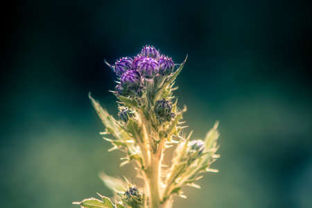 Close-up photo of a spiked purple thistle flower against blurred, dark natural background in warm sunlight.の写真素材