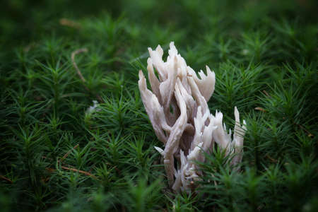 Close-up macro photo of clavarioid fungi on the mossy ground in the autumn forest.の写真素材