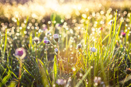 Summer grass field with flowers, abstract background concept, soft focus, bokeh, warm tones.の写真素材