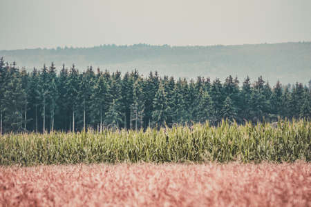 Layers, abstract background concept with different colors and plants.の写真素材