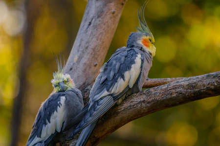 Closeup photo of two Cockatiel (Nymphicus hollandicus) standing on a branch.の写真素材