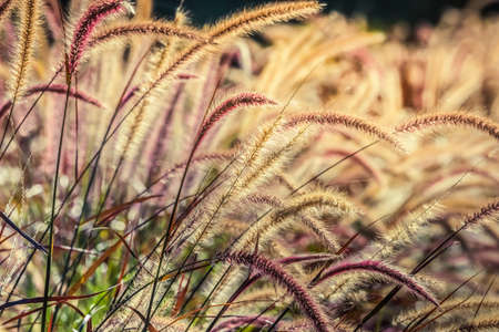 Summer meadow, colorful plants in warm sunlight, nature background concept, soft focus, warm pastel...