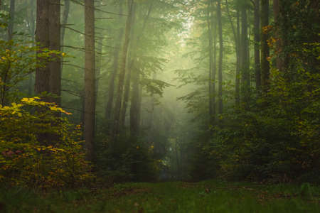 Magic autumn forest, romantic, misty, foggy landscape.