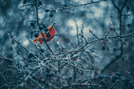 Conceptual close-up macro photo of frozen leaf and berries at cold winter morning with copy-space.の写真素材