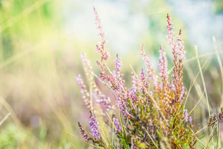 Summer meadow, green grass field with Common heather (Calluna vulgaris, ling) wildflower in warm...