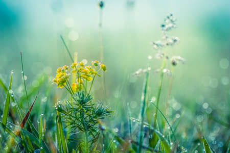 Summer meadow, green grass field and wildflowers, nature background concept, soft focus, cool, cold...