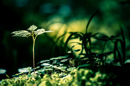 Close-up detailed photo of young plants growing from mossy ground in a dark forest. Hope, life...