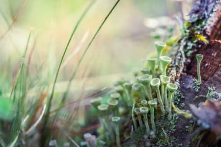Close-up macro photo of small mushrooms and lich on a mossy stump in the forest.