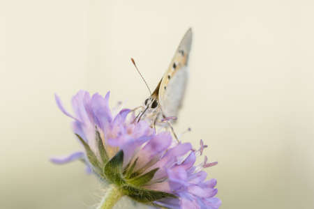 Close-up detailed photo of an orange colored butterfly on a purple wildflower.