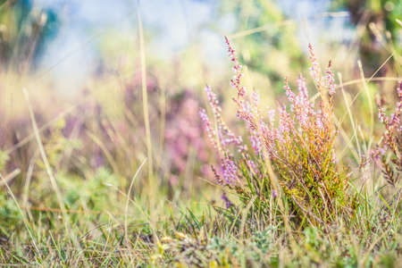 Summer meadow, green grass field with Common heather (Calluna vulgaris, ling) wildflower in warm sunlight, nature background concept, soft focus, warm pastel tones.の写真素材